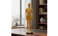 Human Acupressure Model Detailed Human Body Acupressure Model Freestanding Meridian Teaching Figure for Students, Classroom