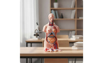 Human Physiological Model 85 Cm Physiological Model with Base Educational for Educators, Teachers, Classroom, Biology Lab, School