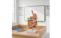 Large Intestine Model with Stomach Structural Digestive System Model with Colon Teaching for Doctors