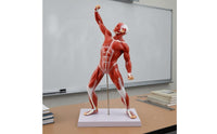 Tendon-Style Detailing Full-Body Muscle Model 50 Cm Human Muscle Anatomy Model Rectangular Base Teaching Aid Vertical Support Rod for Classroom