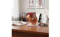 Fetal Growth Model Educational Obstetrics Demonstration Model Easy to Observe for Students, Doctors, Practice Room