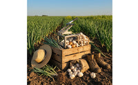 Double-Headed Agricultural Garlic Cutting tool Hand-Operated Garlic stems Cutter Labor-Saving for Crops Processing
