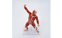 Tendon-Style Detailing Full-Body Muscle Model 50 Cm Human Muscle Anatomy Model Rectangular Base Teaching Aid Vertical Support Rod for Classroom