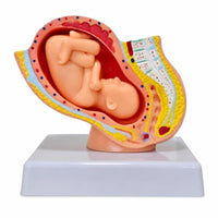 Uterus Model with Fetus Mounted Structural Gestation Model Realistic for Teachers