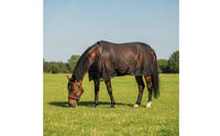 Mesh Fly Sheet Protection Horse Fly Sheet Horse Blanket with Buckles Breathable Lightweight for Horses, Turnout, Riding