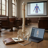 Human Skeleton Model with Stand Detailed Structural Skeleton with Nerves Scientifically Accurate Spine Model for Chiropractors, Teachers