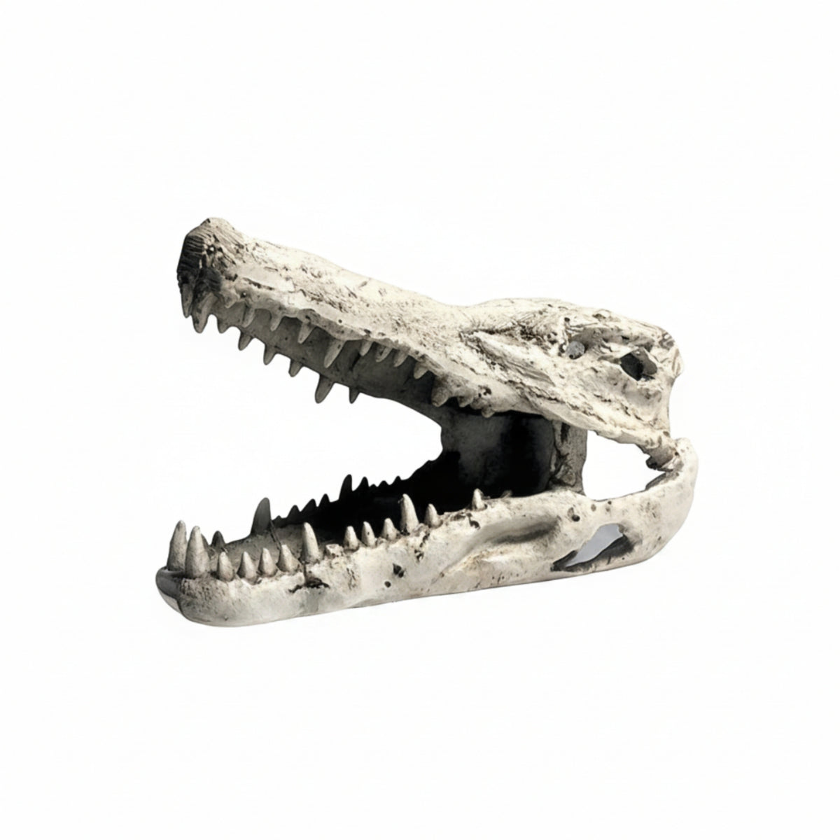 Lifelike Crocodile Skull Hide Weathered Reptile Hide Hollow Terrarium Ornament Long-Lasting for Vivarium