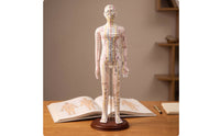 Acupoint Training Figure Model with Base Annotated Acupoint Training Figure Mannequin with Base Standing Meridian Teaching Mannequin for Students