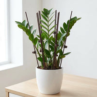 Plant Supports for Outdoor Plants, 3mm Coated Iron Garden Stakes, Plant Support Sticks for Houseplants & Vegetables