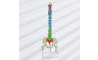 Human Skeleton Model Demonstration Skeleton Model with Stand Educational for Medical Students, Teachers, Classroom, Scientific Workspace, Office