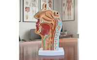 Highly Realistic Human Head Sagittal Section Model Numbered Parts Oral Pharynx Larynx Model Odorless PVC Material for Teachers, Classroom