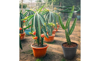 Dragon Fruit Trellis Metal Climbing Plant Support with Hoop Tall Plant Support Stand for Balcony