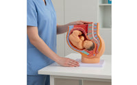 Fetal Growth Model Educational Obstetrics Demonstration Model Easy to Observe for Students, Doctors, Practice Room