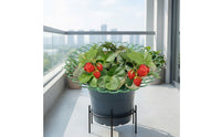 Prevents Decay Strawberry Growing Rack Keeps Berries Clean Strawberry Support Frame Improves Air Circulation Fruit Support Cradle Long-Lasting & Reusable for Potted Plants, Balcony Garden, Raised Beds