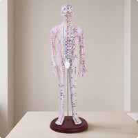 Acupoint Training Figure Model with Base Annotated Acupoint Training Figure Mannequin with Base Standing Meridian Teaching Mannequin for Students