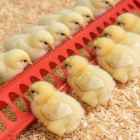 Connectable Chicken Feed Trough PVC Plastic Duck Feeder Tray Long-Lasting Goose Feed Trough Non