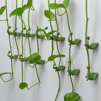 10 Pieces No-Drill Climbing Plant Wall Clip with Adhesive Back Easy to Use Wall Plant Clip with Adhesive Back Space-Saving Discreet for Renters, Indoor Garden, Apartment Balcony