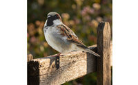 Rustic Metal Bird with Mounting Tab Weathered Fence Post Topper Easy-to-Mount Metal Bird Decor Flat for Gardeners, Garden, Patio