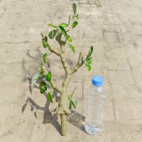 Jumping Arachnid Enclosure Accessories, Flexible Positioning Arboreal Branches for Decoration, 45cm Reptile Habitat Plant