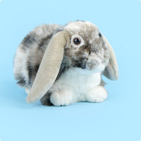 Gift Idea Lop Eared Rabbit Stuffed Cute Lop-Eared Bunny Stuffed Soft and Cuddly for Children