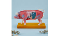 Pig Therapeutic Point Training Model Model Training Animal Therapeutic Point Training Model Structural Model Educational for Veterinarians