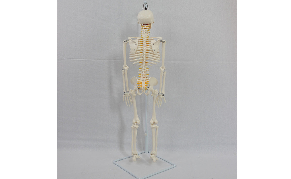 Skeleton Model with Stand Medical Human Skeleton Soft Skeletal Model for Teachers