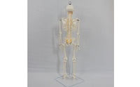 Skeleton Model with Stand Medical Human Skeleton Soft Skeletal Model for Teachers
