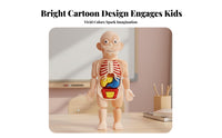 Removable Organs DIY Human Organ Model Early Learning DIY Human Body Assembly Kit Articulated Joints for Students, Homeschooling, Classroom