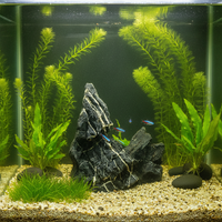 Natural Qinglong Stone for Aquarium Landscaping and Moss Terrariums