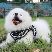Cat Walking Harness and Dog Leash Set, Padded Textile Vest Style Small Dog Harness with Buckle, Outdoor Pet Gear for Puppy, Cat