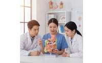 Large Intestine Model with Stomach Structural Digestive System Model with Colon Teaching for Doctors