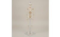 Skeleton Model with Stand Medical Human Skeleton Soft Skeletal Model for Teachers