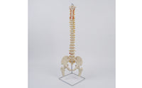 Human Skeleton Model with Stand Detailed Structural Skeleton with Nerves Scientifically Accurate Spine Model for Chiropractors, Teachers