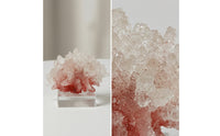 Coral Sculpture with Acrylic Base Tabletop Coral Sculpture Translucent Resin Ornament with Base for Living Room, Office Desk