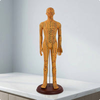Human Acupoint Insertion Model with Meridian Points Full-Body Acupoint Insertion Model with Acupoints and Meridians Soft-Surface for Students