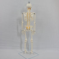 Skeleton Model with Stand Medical Human Skeleton Soft Skeletal Model for Teachers