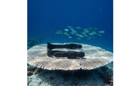 Elastic Spring Heel Strap with Quick Release Buckles Long-Lasting Fin Straps with Quick-Release Buckles User-Friendly Spring Heel Strap Sturdy for Snorkeling