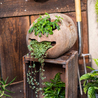 Wooden Flower Pot Rustic Wooden Aesthetic Vase Decorative Wood Log Planter for Balcony, Garden, Patio