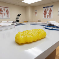 1kg Human Adipose Tissue Model Educational Adipose Tissue Model Realistic Model Lifelike for Nutritionists, Teachers, Students, Classroom, Medical Office, Laboratory
