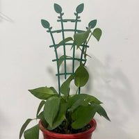 Indoor Plants Garden Trellis for Climbing Plants, Adjustable Plant Support for Tomato Plants, Stackable Grid Trellis Design, Expanding Trellis