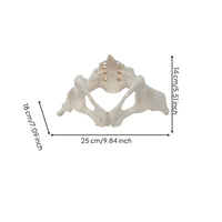 Female Pelvis Model with Sacrum Life-Size Pelvis Skeleton Model for Medical Students, Classroom