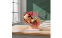 Fetal Growth Model Educational Obstetrics Demonstration Model Easy to Observe for Students, Doctors, Practice Room