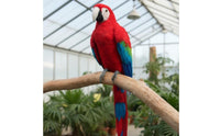 Realistic Design Simulation Parrot Vibrant Colors Bird Figurine Handmade House Decoration for Living Room