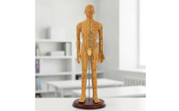 Human Acupoint Insertion Model with Meridian Points Full-Body Acupoint Insertion Model with Acupoints and Meridians Soft-Surface for Students