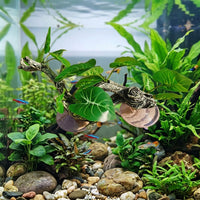 Flexible Bendable Branch Reptile Branch, 25cm Crested Gecko Tank Accessories, Resin Suction Cup Climbing Vine for Terrarium Habitat Decor