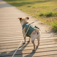 Soft Padded Dog Harness Leash Set Comfortable Small Dog Vest Leash Breathable Vest Harness Lightweight for Walking