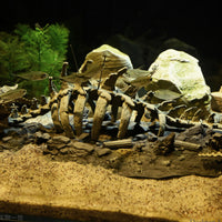Skeletal Aquarium Dragon Skeleton Resin Dragon Skeleton Ornament Small-Scale Aquarium Skull Statue Irregular Base