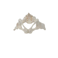 Female Pelvis Model with Sacrum Life-Size Pelvis Skeleton Model for Medical Students, Classroom