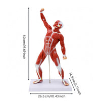 Tendon-Style Detailing Full-Body Muscle Model 50 Cm Human Muscle Anatomy Model Rectangular Base Teaching Aid Vertical Support Rod for Classroom