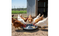 Sturdy Construction Anti-Waste Poultry Feeder Heavy-Duty Anti-Spreading Feed Basin Thickened Material for Homesteaders, Backyard, Outdoor